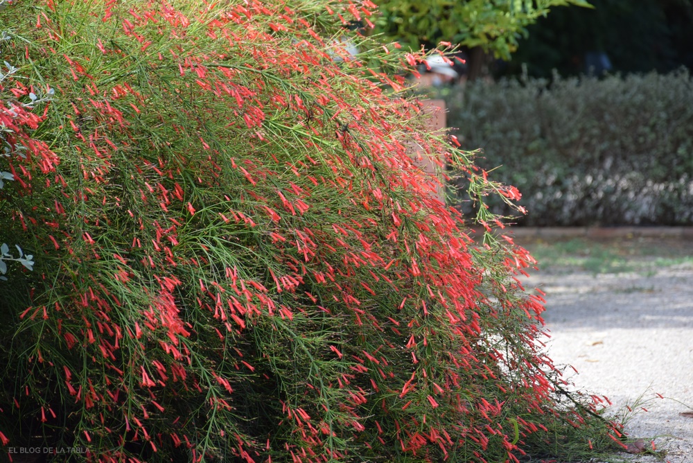 Arbusto herbáceo de porte colgante con abundantes flores tubulares de color rojo coral