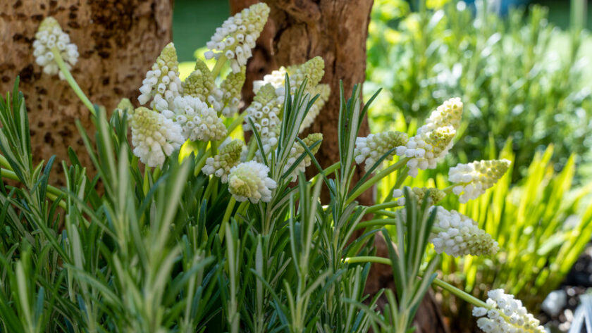 Portal Cool 20 X Bulbos campanillas Galanthus blanca soltera perenne Invierno Primavera Bulbos 