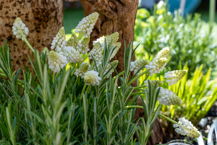 10 plantas bulbosas que favorecen la biodiversidad en el jardín al final  del invierno y en primavera - EL BLOG DE LA TABLA