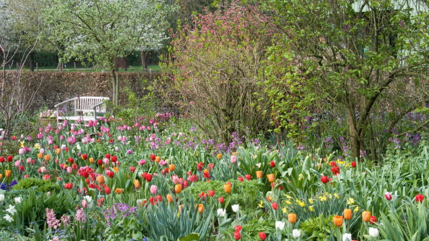 Combinar diferentes plantas que florecen en primavera para prolongar el período de floración en el jardín - EL BLOG DE LA TABLA