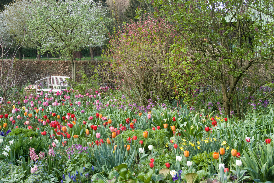 combinar-diferentes-plantas-bulbosas-que-florecen-en-primavera-para