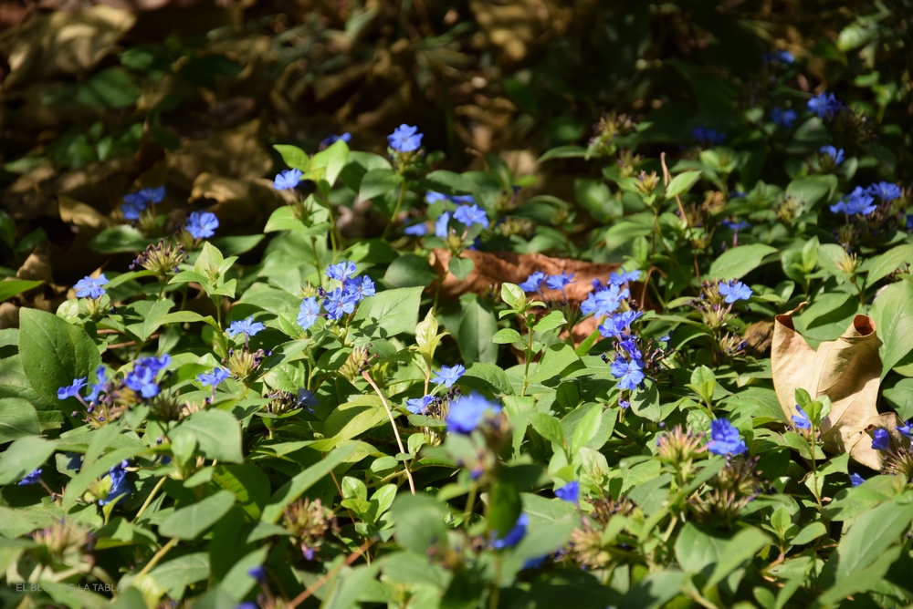 planta herbácea perenne (vivaz) de crecimiento bajo, ideal como tapizante, con flores pequeñas de color azul intenso en otoño