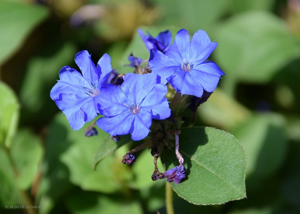 Ceratostigma plumbaginoides flores azules en otoño