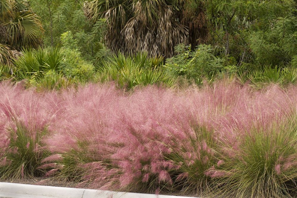 Telégrafo aburrido medias Muhlenbergia capillaris, gramínea con delicadas nubes de flores rosadas  durante el otoño - EL BLOG DE LA TABLA
