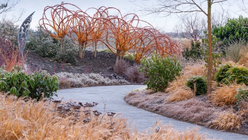 Responder Árbol Arancel 15 plantas que llenan de interés el Jardín de Invierno de Hyde Hall - EL  BLOG DE LA TABLA