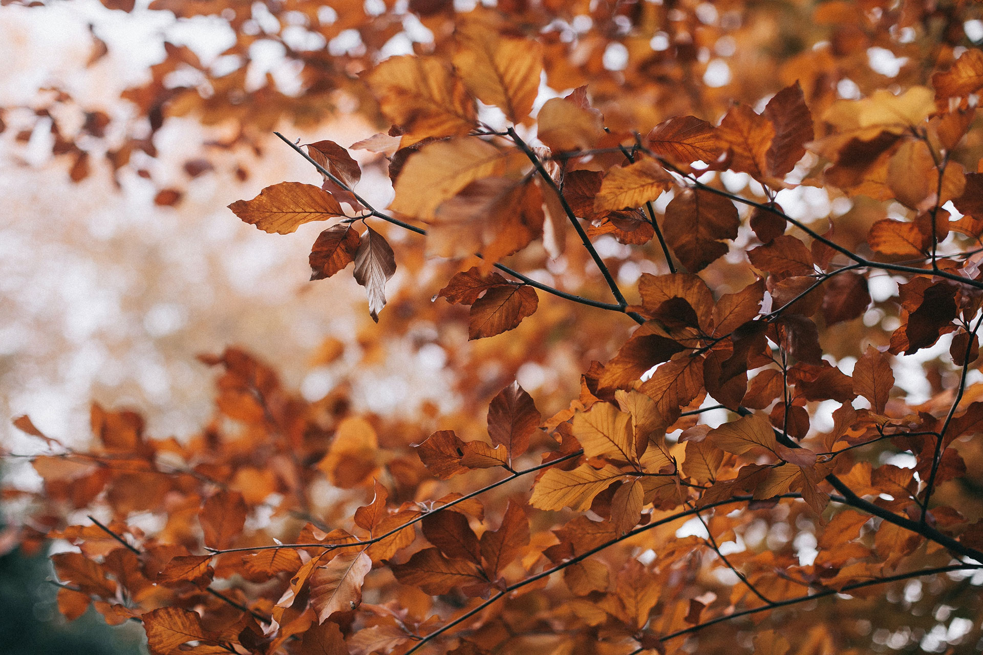 Árboles marcescentes cuando las hojas de otoño se quedan para que las disfrutemos también en