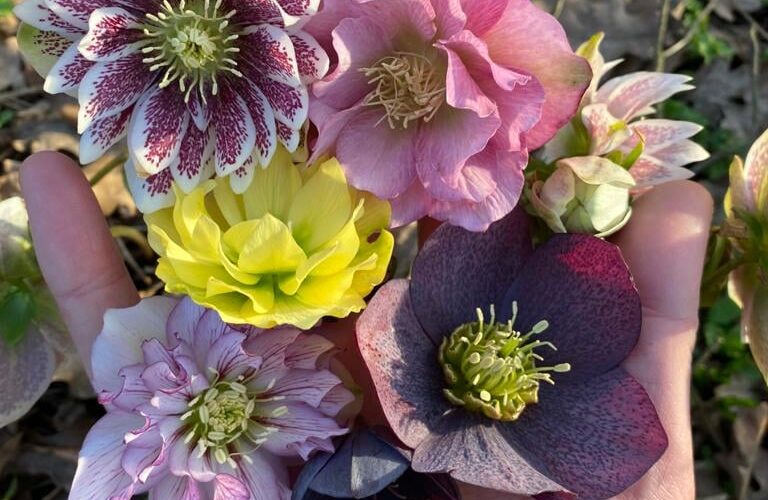 Eléboros (Helleborus x hybridus)