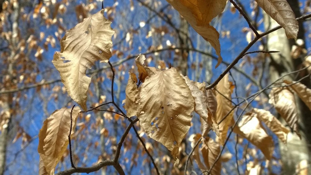 Hojas marcescentes de haya americana (Fagus grandifolia) marcescencia