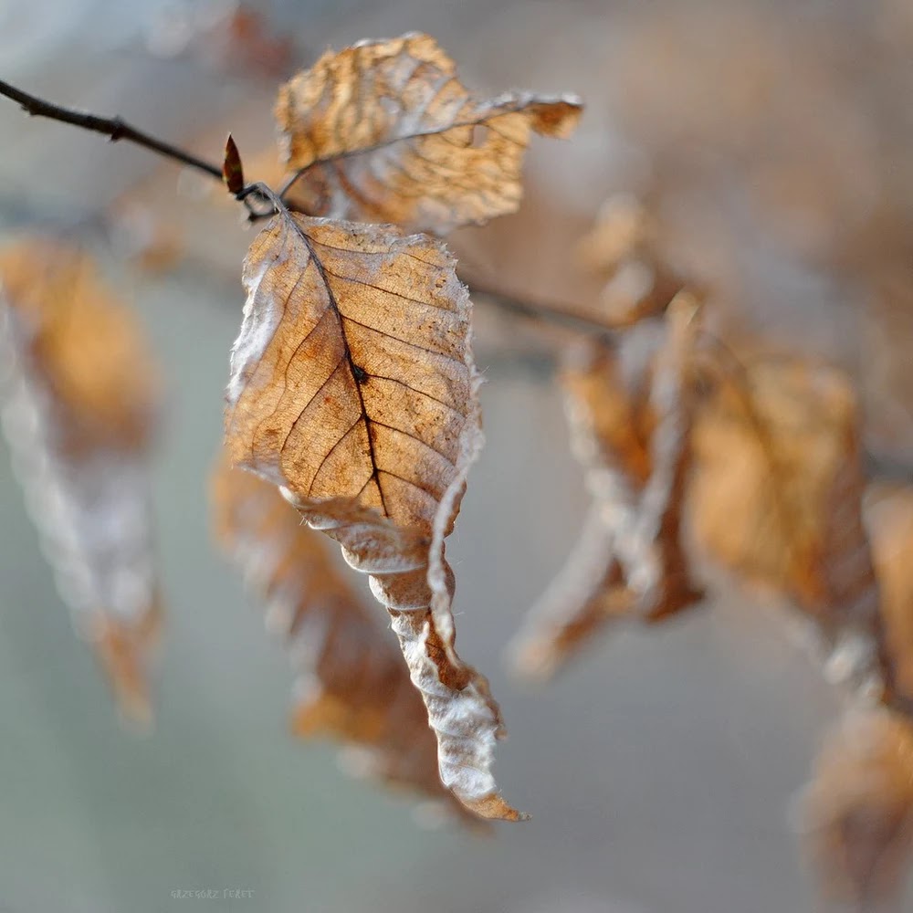 Hojas marcescentes en carpe (Carpinus betulus) marcescencia