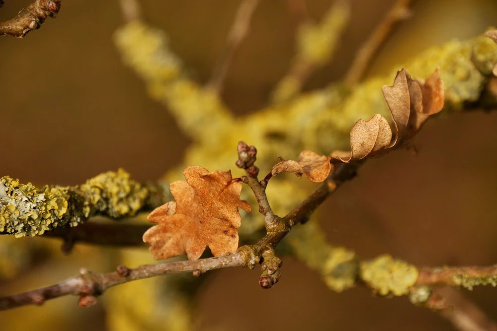 Hojas  marcescente de roble (Quercus sp.) marcescencia