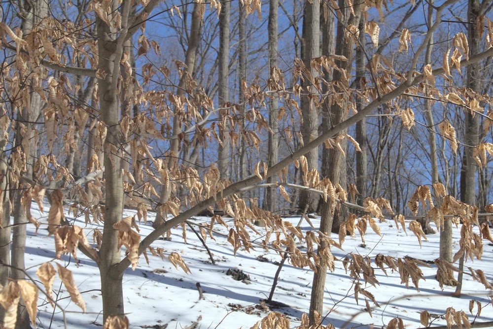 paisaje con hojas marcescentes de Haya americana (Fagus grandifolia) marcescencia