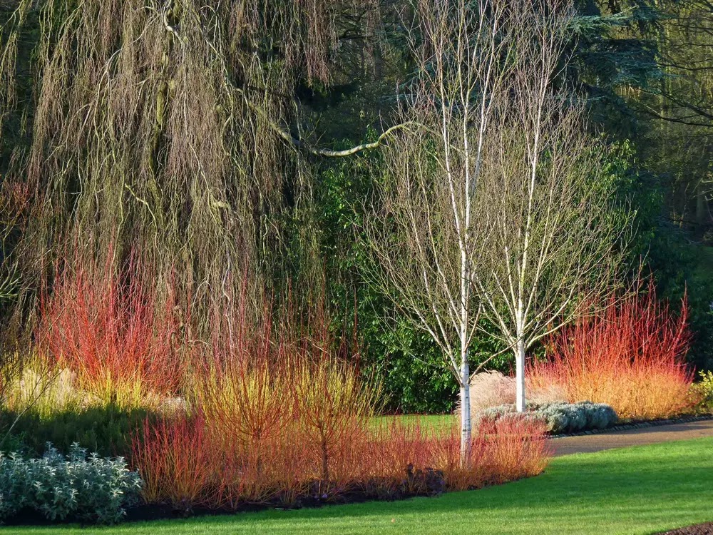 abedules con cortezas blancas en el jardín