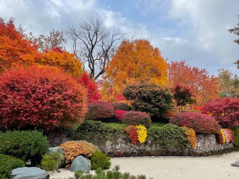 colores de otoño en el jardín botánico de Misuri y cristamenos que cuelgan en cascada a lo largo de un muro de piedra en el jardín japonés