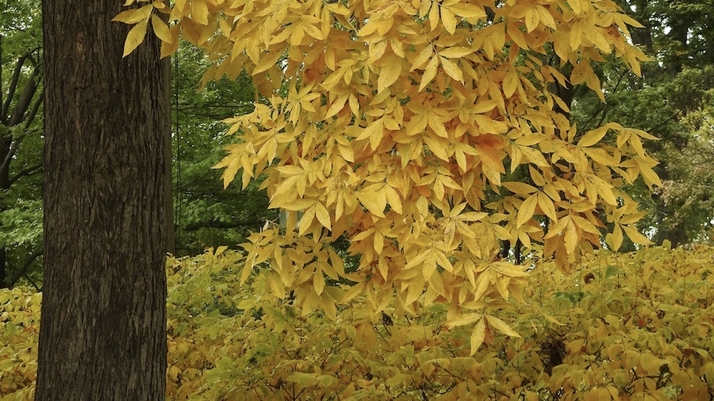 Follaje amarillo en otoño de Carya x laneyi (híbrido de nogal) 