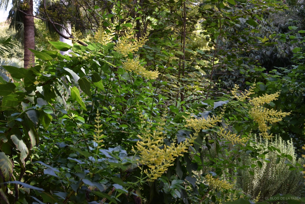 Salvia grande y robusta con flores amarillas