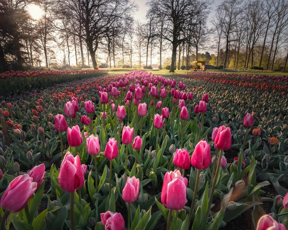 Keukenhof, el espectacular parque de primavera y el mayor jardín de tulipanes del mundo vuelve a abrir al público el 24 de marzo