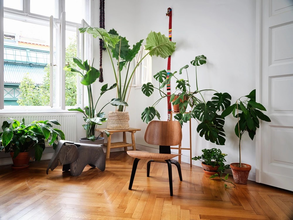 Plantas de interior de hojas grandes y muy altas