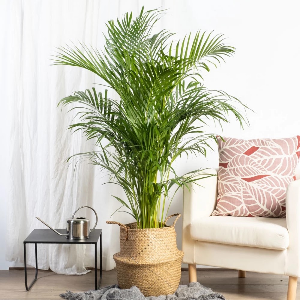 Palma Areca (Dypsis lutescens)