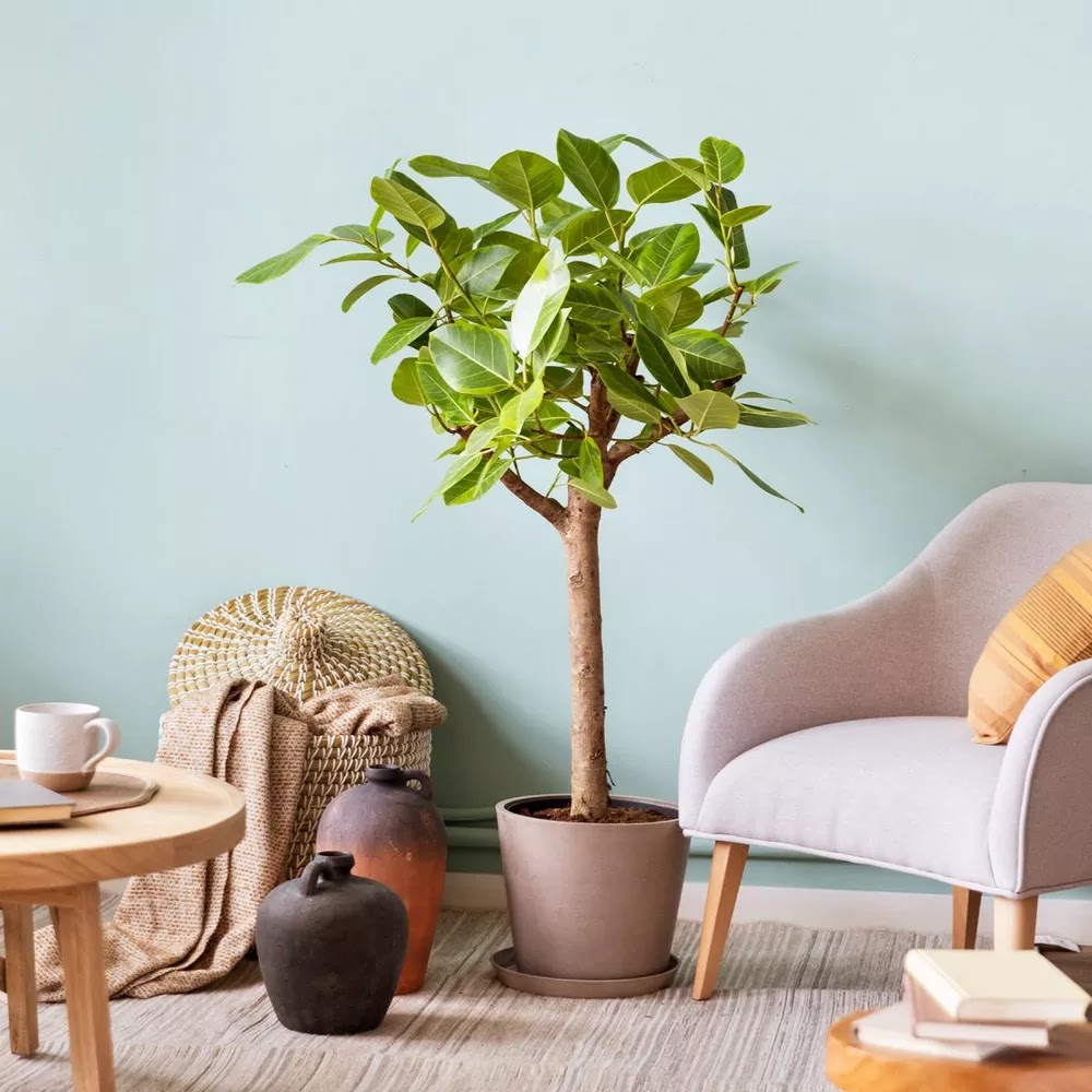 Ficus (Ficus Altissima 'Yellow Gem')