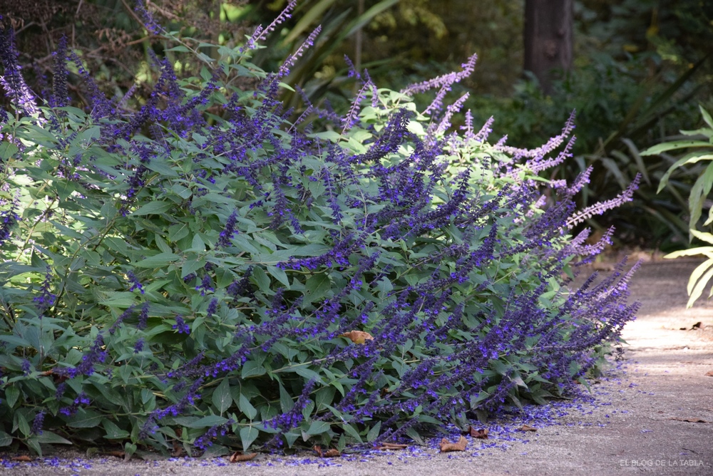Una variedad de Salvia vigorosa con masas de largas y densas espigas de flores azules, desde finales de la primavera hasta bien entrado el mes de noviembre