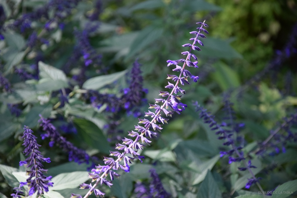 Espiga de flores azul índigo