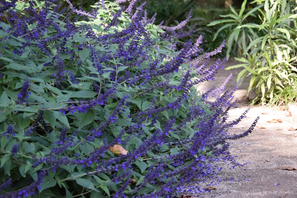 Una variedad de Salvia vigorosa, con masas de largas y densas espigas de flores azules, desde finales de la primavera hasta bien entrado el mes de noviembre