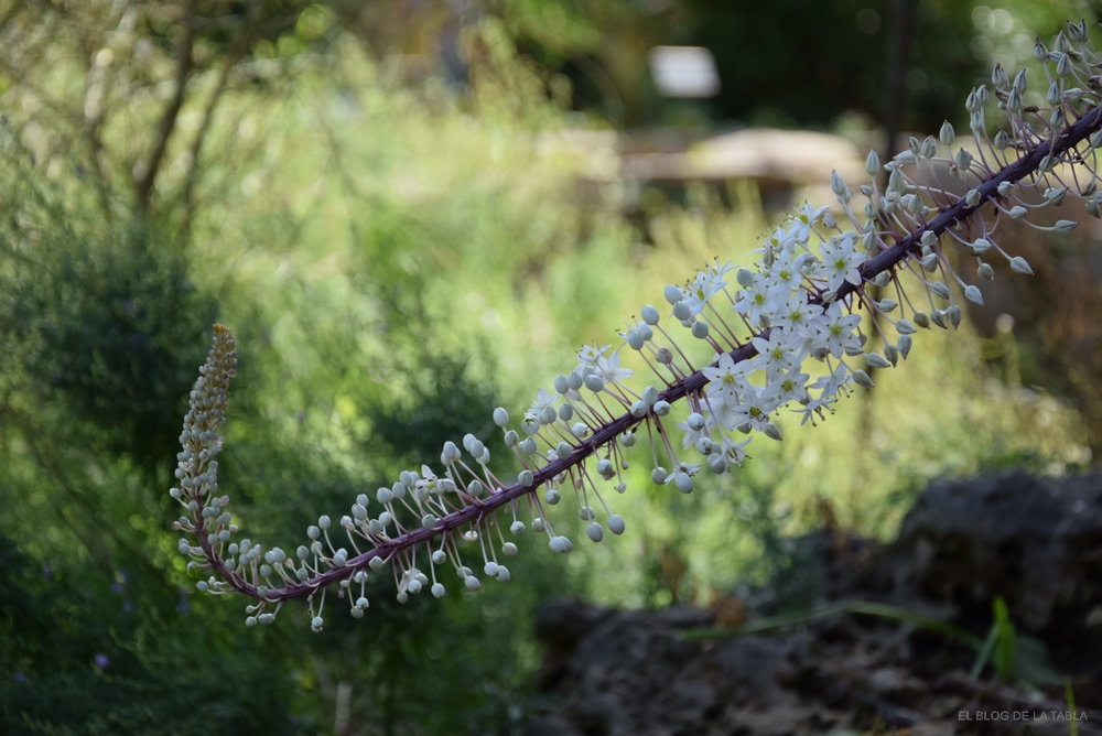 Inflorescencia en racimos de flores blancas