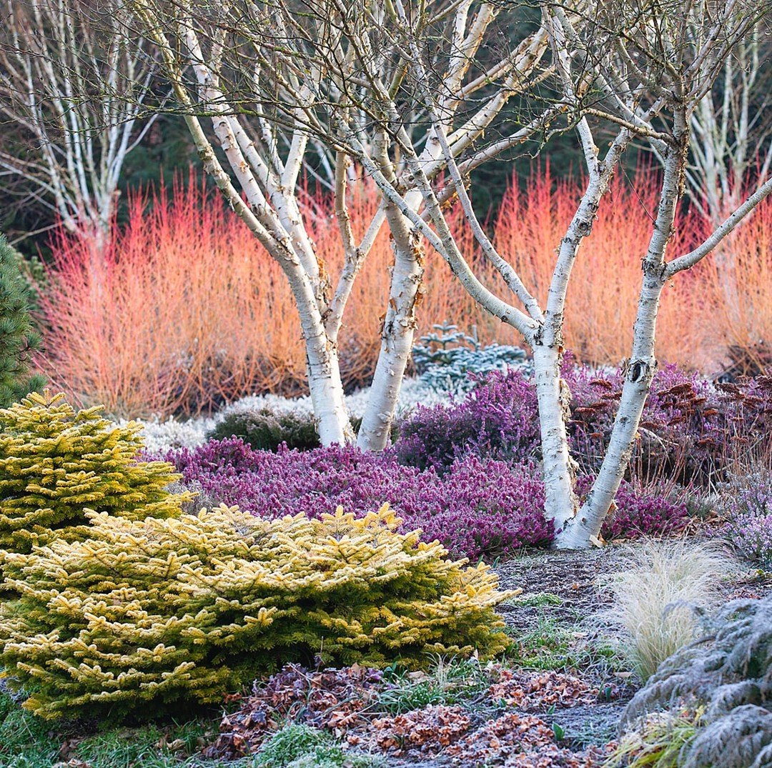 Jardín de Invierno en Bressingham Gardens 