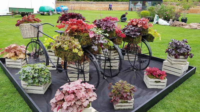 Heuchera, Heucherella y Tiarella RHS Garden Wisley Flower Show 2017 