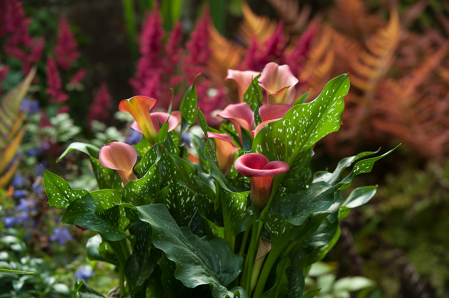 Bulbos de verano: Cala o lirio de agua (Zantedeschia) - EL BLOG DE LA TABLA