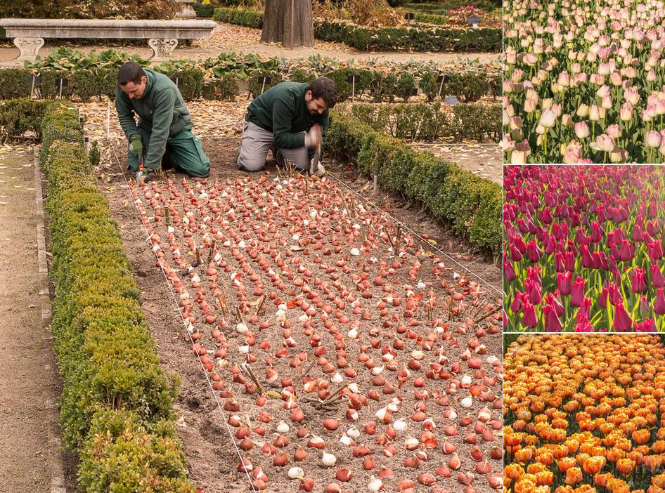 Plantando bulbos de tulipán