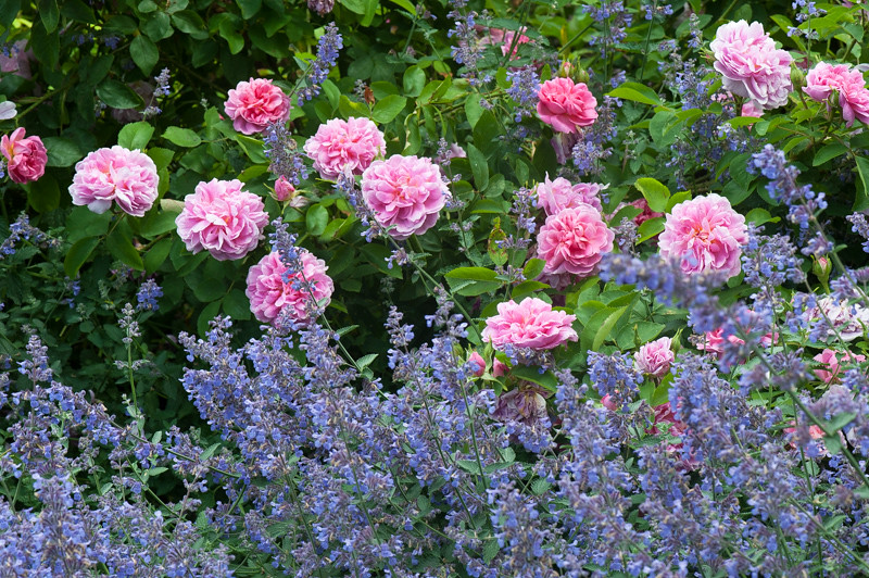 Rosa The Countryman and Nepeta 'Six Hills Giant'