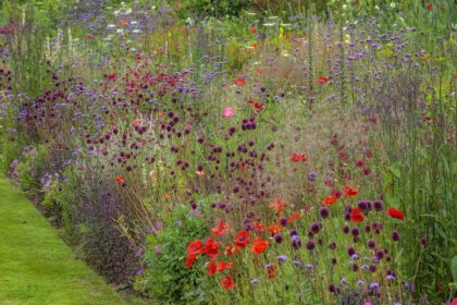 Verbena bonariensis en una bordura de herbáceas