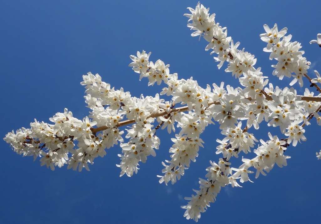 Arbusto muy resistente, con flores blancas y perfumadas a finales del invierno