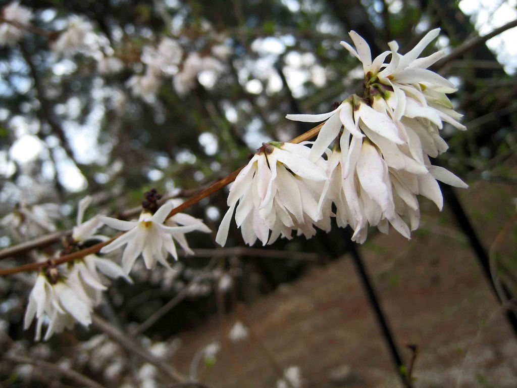 Arbusto con flores blancas y perfumadas