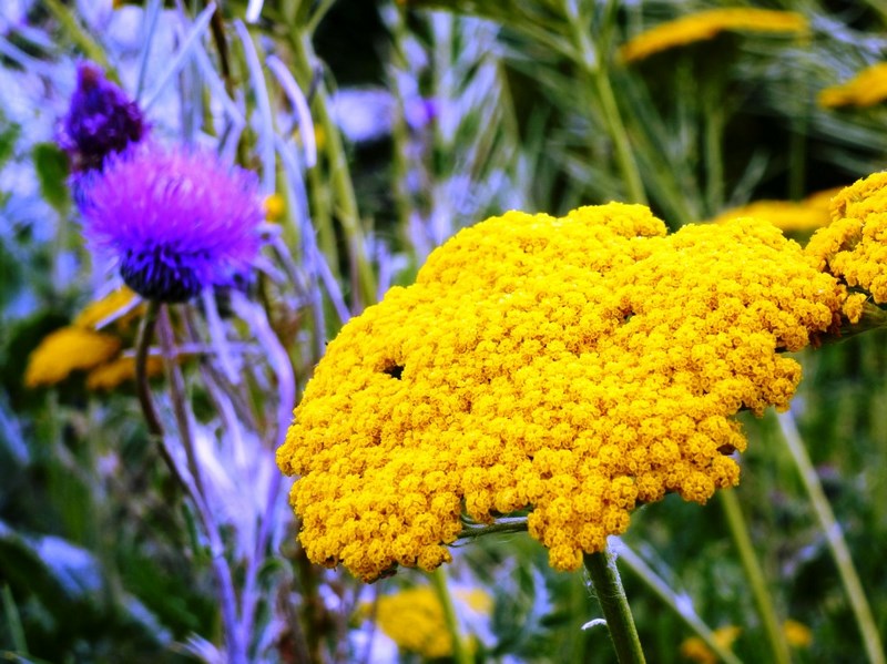 flor amarilla de achillea filipendulina