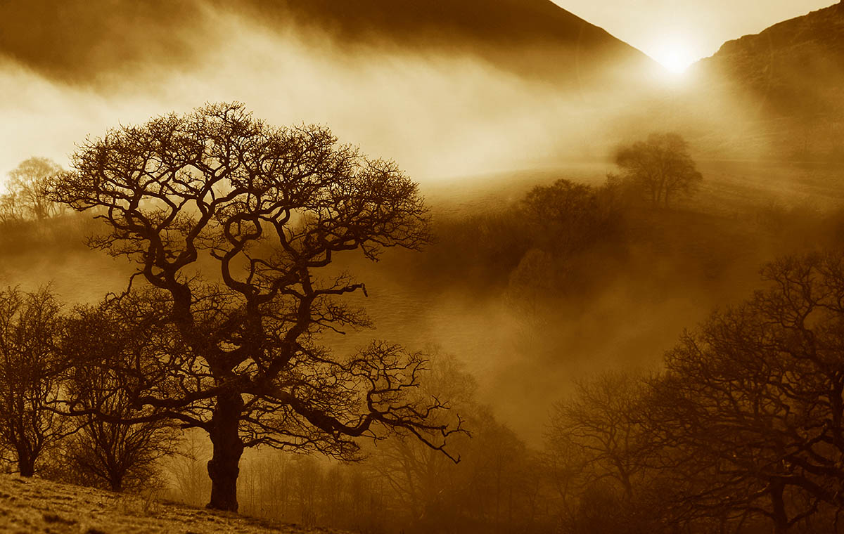 Fotografías de robles Quercus