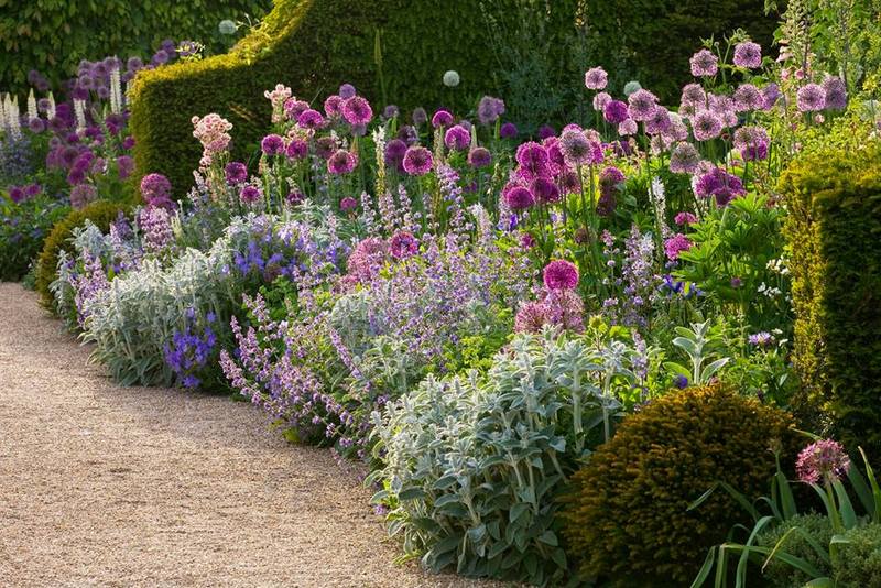 Allium ornamental Variedades y cultivo