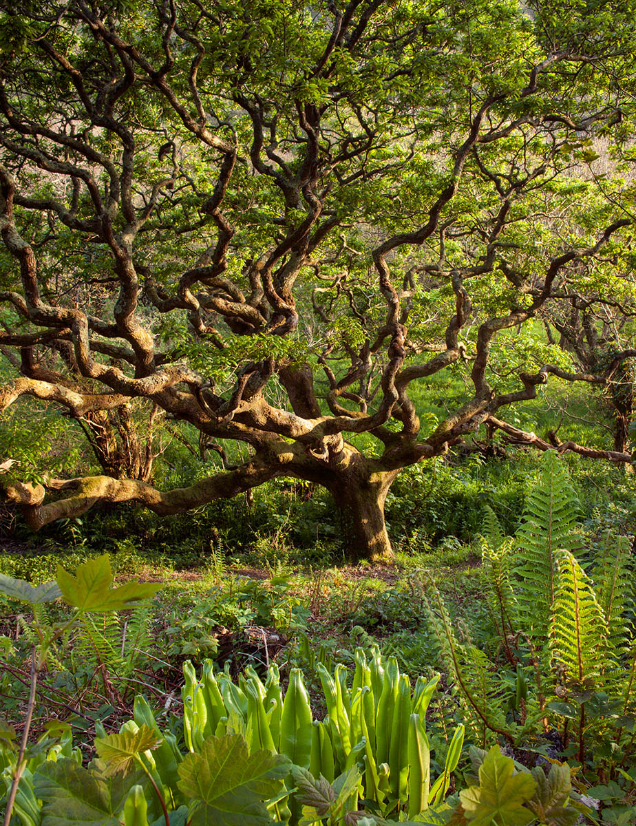 Fotografías de robles Quercus