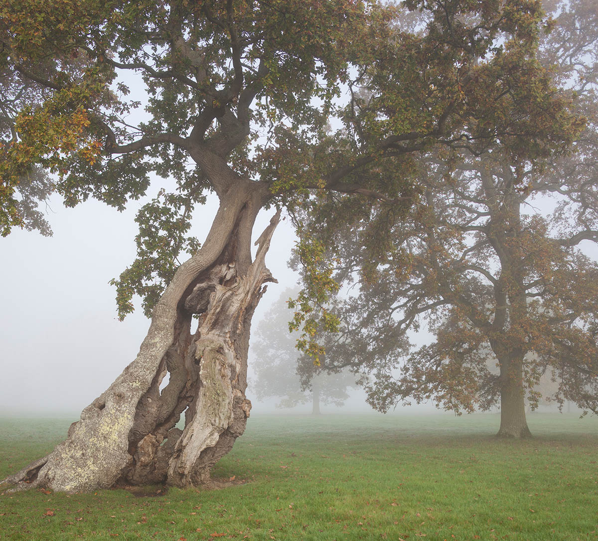 Fotografías de robles Quercus