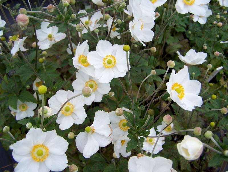 Anemone × hybrida 'Honorine Jobert'
Eriocapitella  × hybrida 'Honorine Jobert' flores blancas en otoño