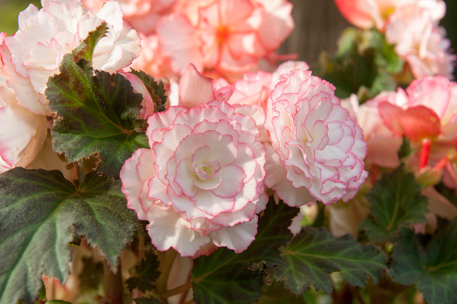 Cultivares de begonias para jardín y macetas: Begonias tuberosas (Begonia ×  tuberhybrida) - EL BLOG DE LA TABLA