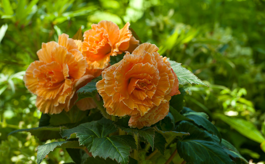 Begonias tuberosas tuberhybrida cultivares