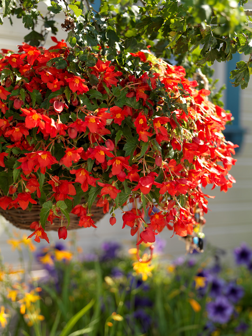 Cultivares de begonias para jardín y macetas: Begonias tuberosas (Begonia ×  tuberhybrida) - EL BLOG DE LA TABLA