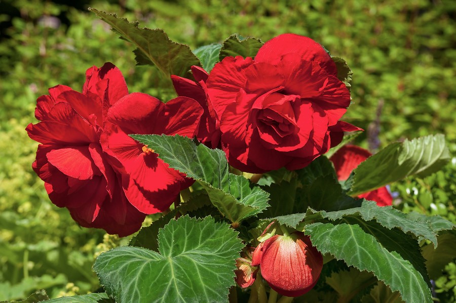 Cultivares de begonias para jardín y macetas: Begonias tuberosas (Begonia ×  tuberhybrida) - EL BLOG DE LA TABLA