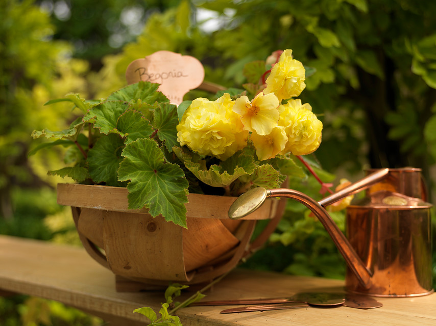 Begonias tuberosas tuberhybrida cultivares