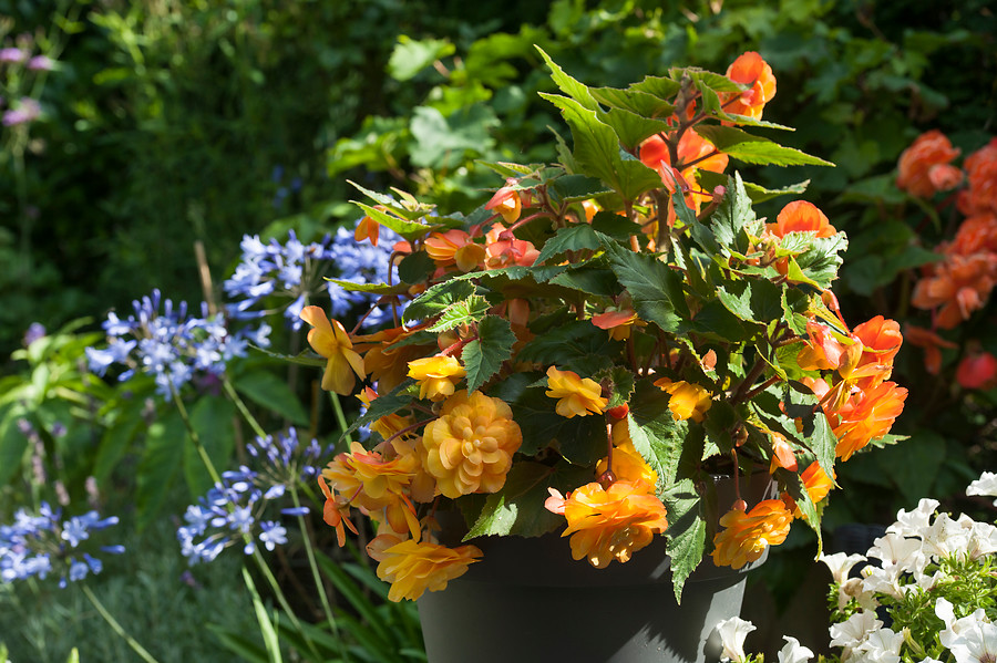 Begonias tuberosas tuberhybrida cultivares