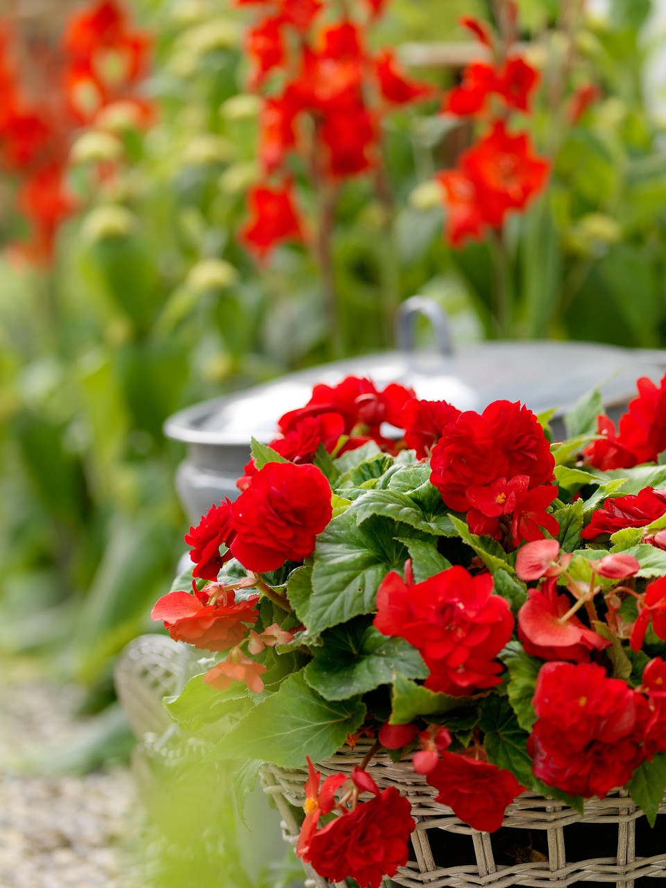 Begonias tuberosas tuberhybrida cultivares