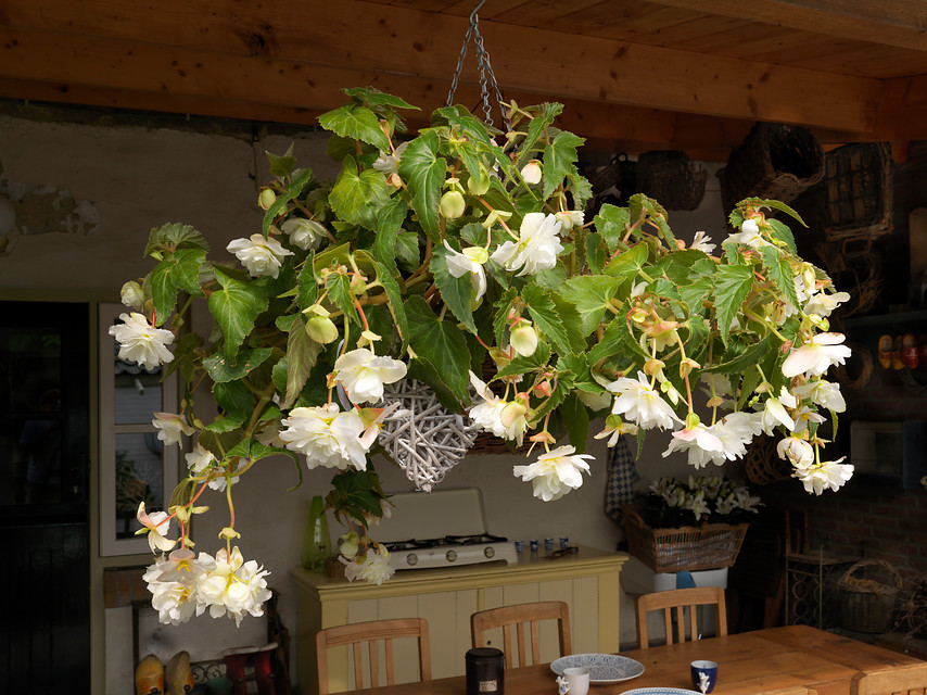 Begonias tuberosas x tuberhybrida en cestas colgantes