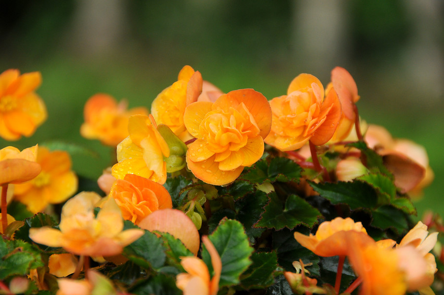 Begonias tuberosas tuberhybrida cultivares